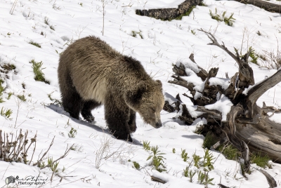 Snow and Cub May 2025